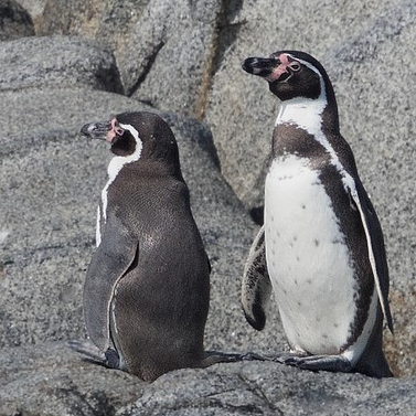 chile birding tours