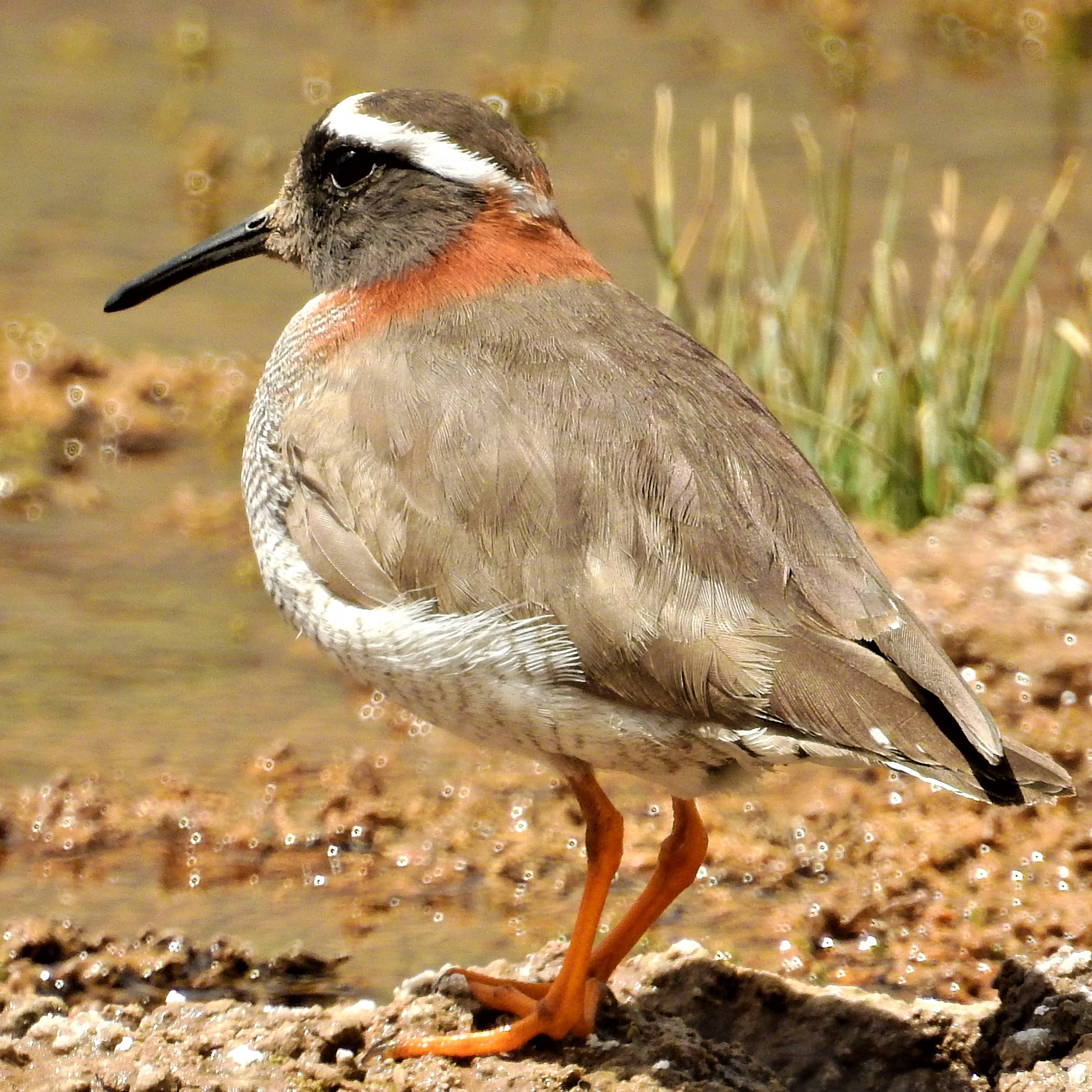 chile birding tours