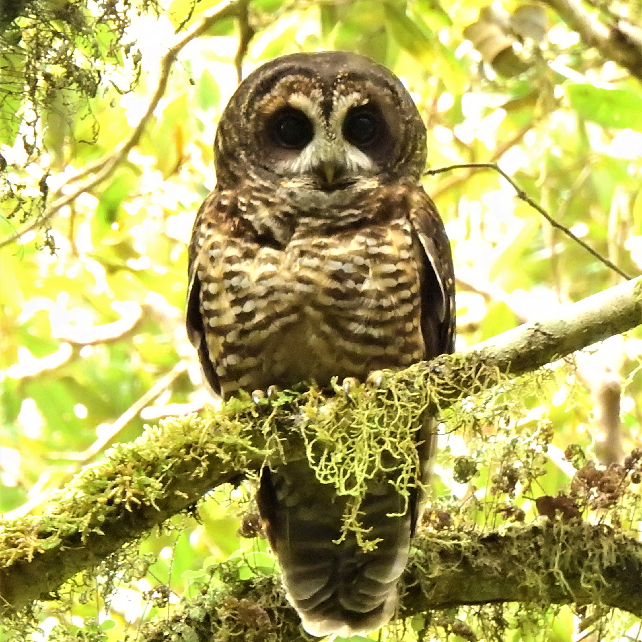 chile birding tours