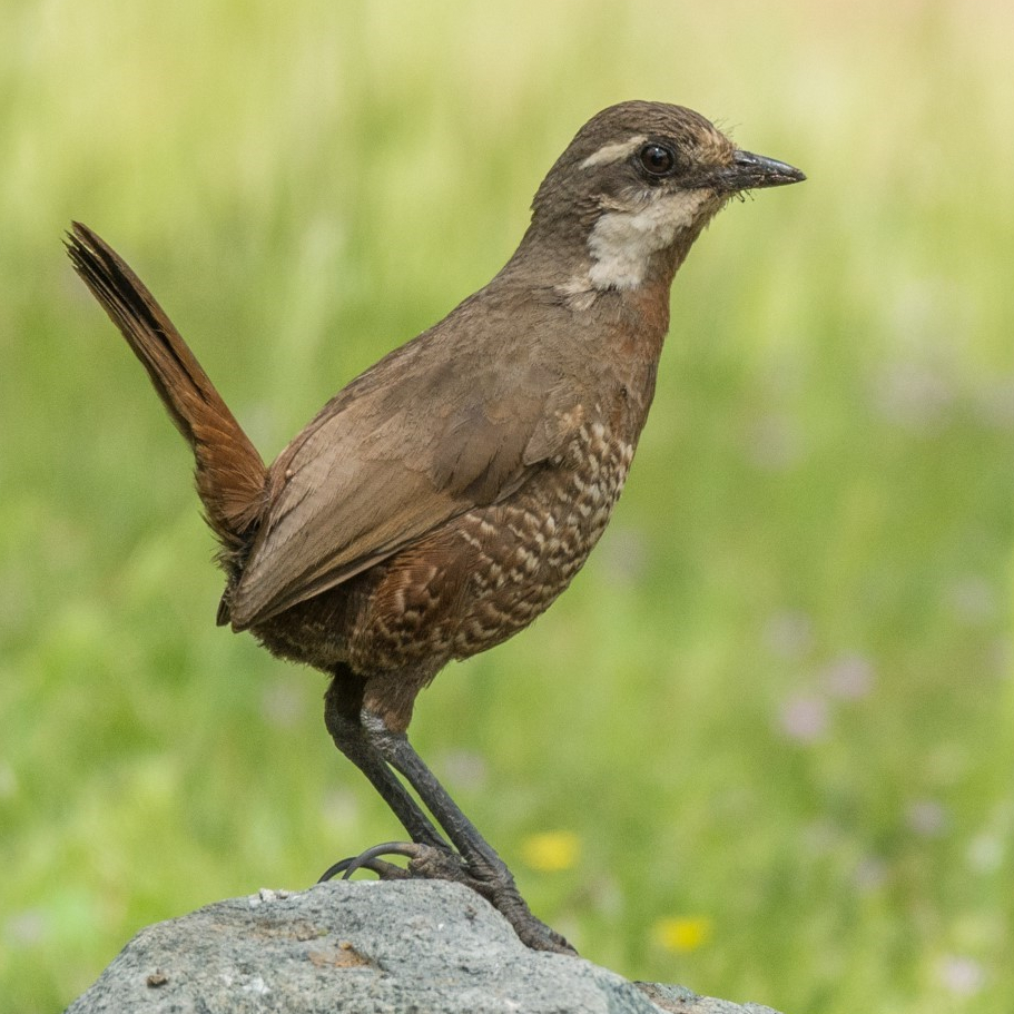 chile birding tours