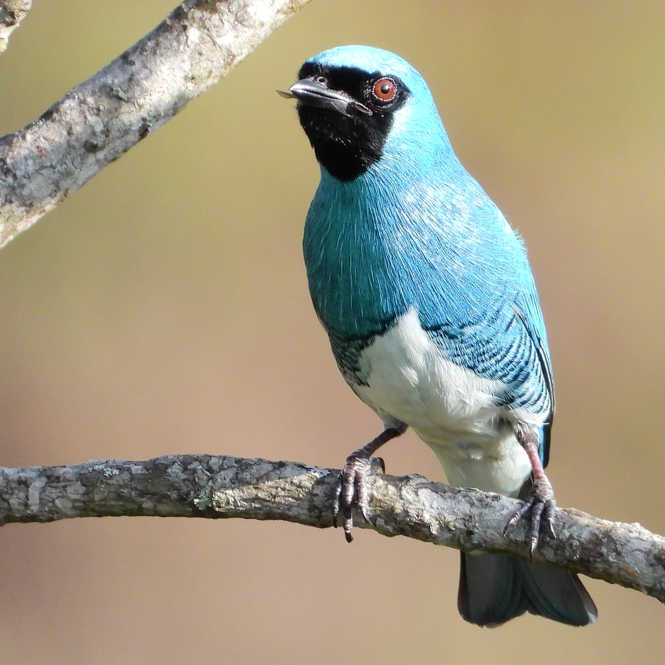 chile birding tours