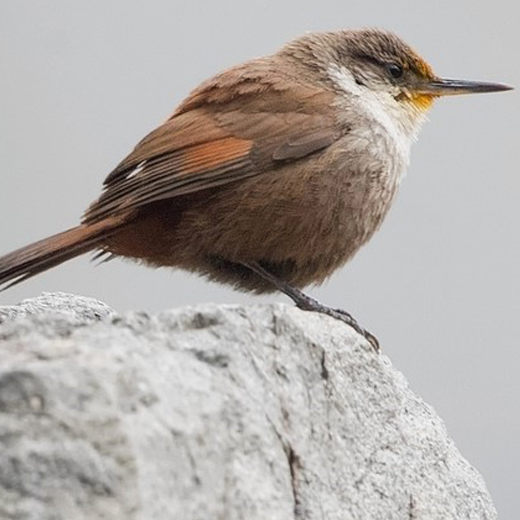 chile birding tours